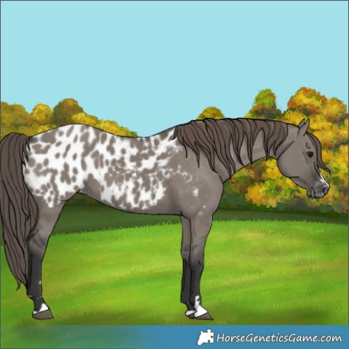 Horse Color:Grullo Appaloosa 