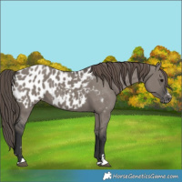 Horse Color:Grullo Appaloosa 