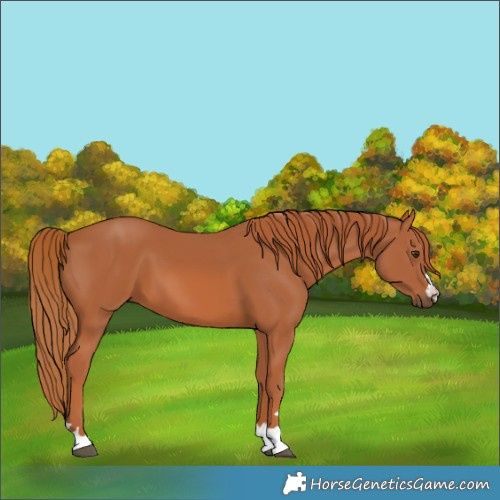 Horse Color:Chestnut 