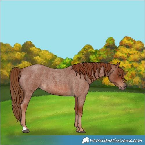 Horse Color:Red Roan 