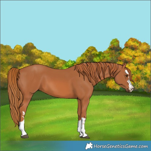 Horse Color:Chestnut 