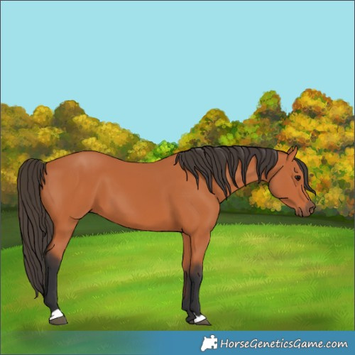 Horse Color:Bay 