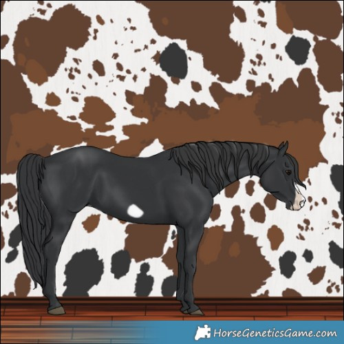 Horse Color:Black Frame 