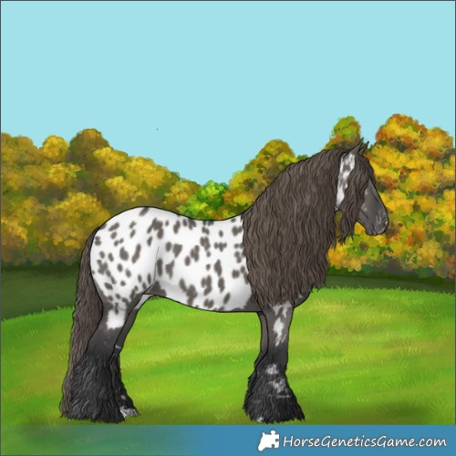 Horse Color:Grullo Appaloosa 