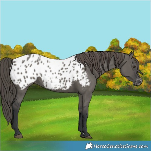 Horse Color:Grullo Appaloosa 