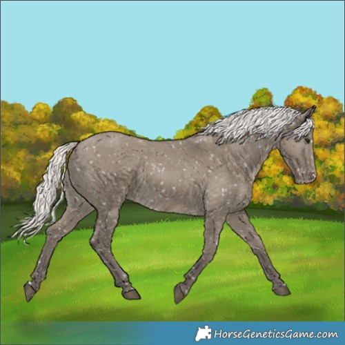 Horse Color:Silver Smoky Grullo Appaloosa 