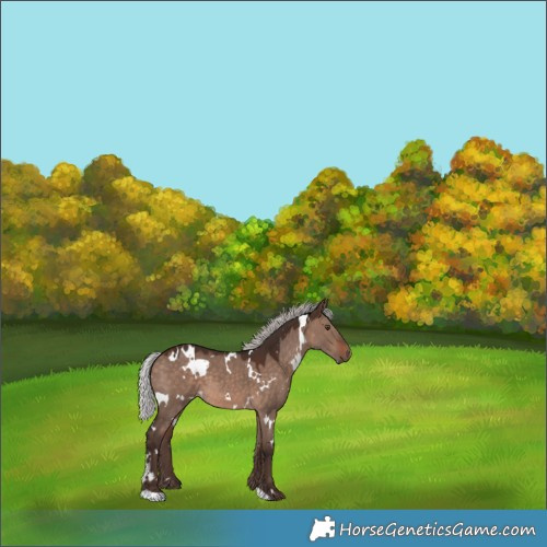 Horse Color:White Spotted Silver Brown Dun Mushroom 