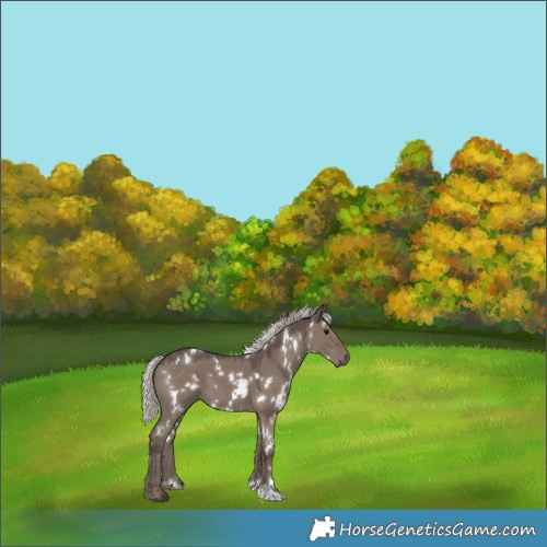 Horse Color:White Spotted Silver Grullo 