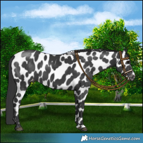 Horse Color:Black Near Leopard 