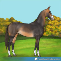 Horse Color:Buckskin 