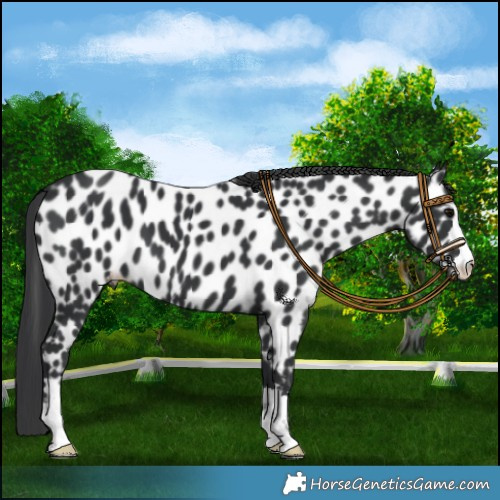 Horse Color:Black Appaloosa