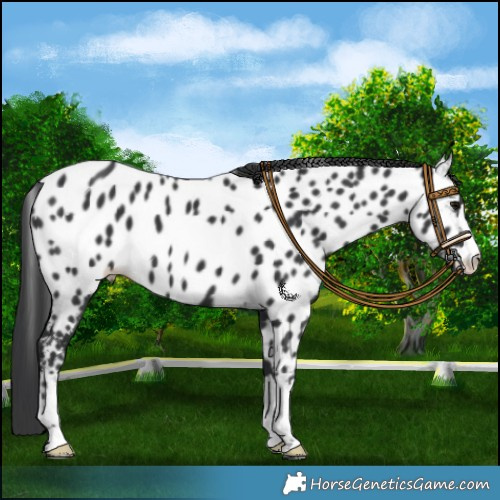 Horse Color:Black Near Leopard 
