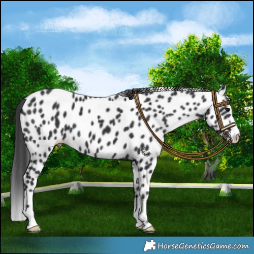 Horse Color:Black Appaloosa 