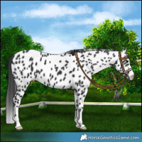 Horse Color:Black Leopard 