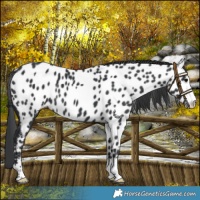 Horse Color:Black Near Leopard