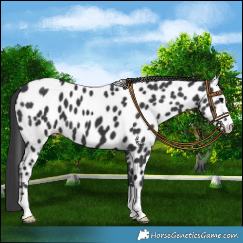 Horse Color:Black Appaloosa