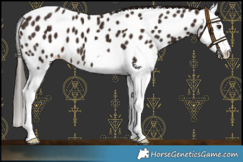 Horse Color:Liver Chestnut Splash Near Leopard 