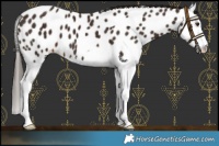 Horse Color:Liver Chestnut Splash Near Leopard 