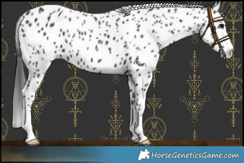 Horse Color:Black Appaloosa 