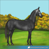 Horse Color:Gray White Spotted Liver Chestnut 