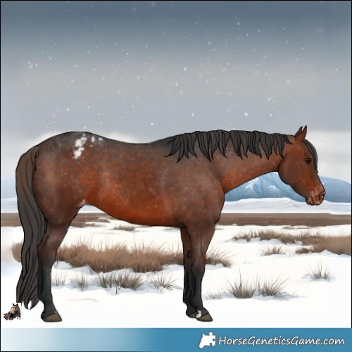 Horse Color:Brown Appaloosa Rabicano