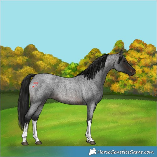 Horse Color:Gray White Spotted Brown Roan