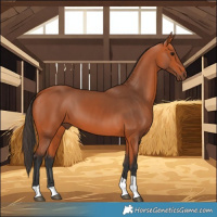 Horse Color:White Spotted Bay Tobiano 