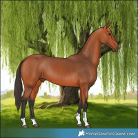 Horse Color:White Spotted Bay Tobiano 