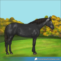 Horse Color:Gray White Spotted Liver Chestnut 