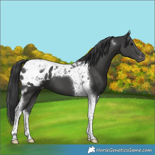 Horse Color:Black Tobiano Appaloosa