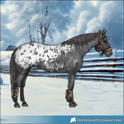 Horse Color:Black Appaloosa 