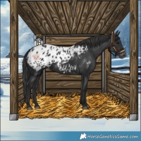 Horse Color:Black Blanket