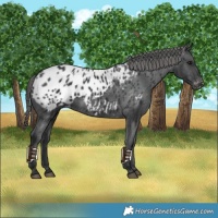 Horse Color:Black Appaloosa