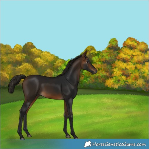 Horse Color:Gray White Spotted Buckskin 