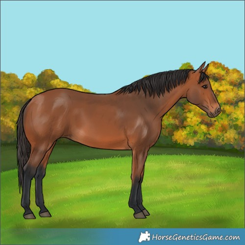 Horse Color:Bay Rabicano 