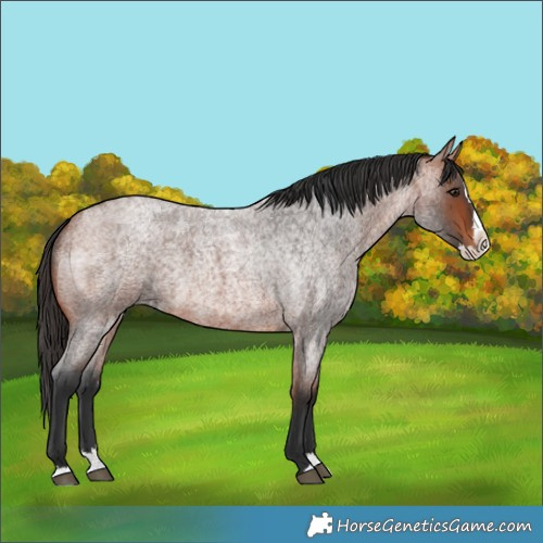 Horse Color:Bay Roan Splash 
