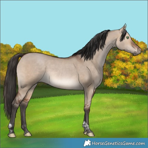 Horse Color:Brown Dun Tobiano 