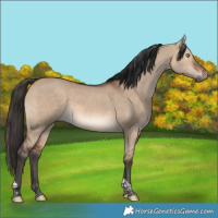 Horse Color:Brown Dun Tobiano