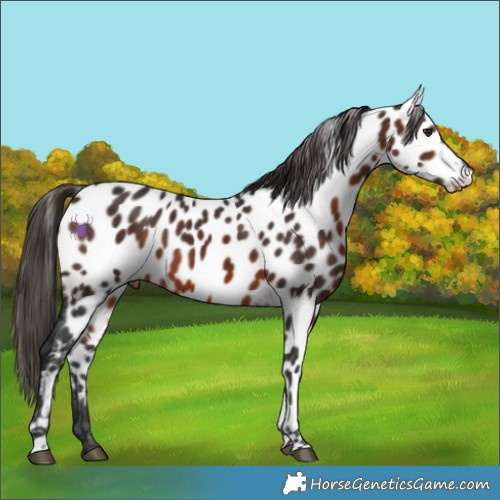 Horse Color:Brown Appaloosa 