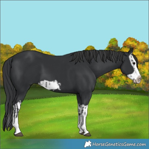 Horse Color:Black Splash Frame  and Black Splash Frame 