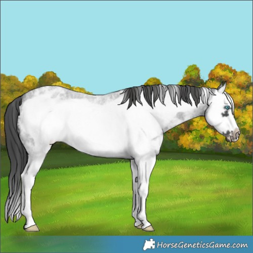 Horse Color:Blue Roan Sabino Splash Frame Appaloosa 