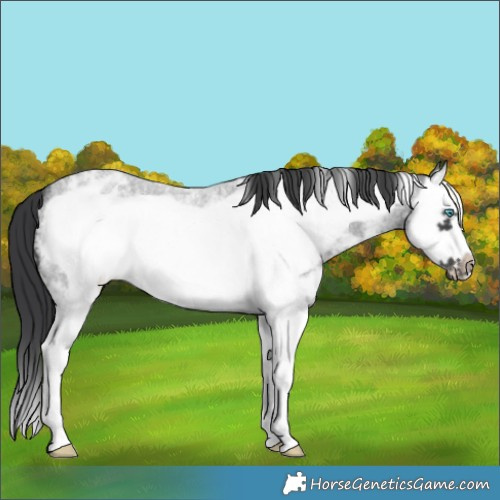 Horse Color:Blue Roan Sabino Splash Frame Appaloosa 