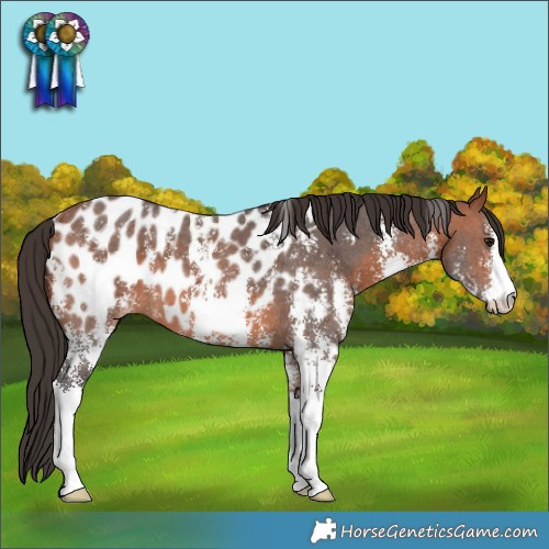 Horse Color:Bay Sabino Appaloosa 