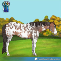 Horse Color:Bay Sabino Appaloosa 