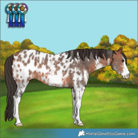 Horse Color:Bay Sabino Appaloosa 