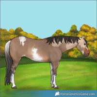 Horse Color:White Spotted Bay Dun Rabicano  and White Spotted Bay Dun Rabicano 