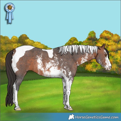 Horse Color:Brown Sabino Tobiano