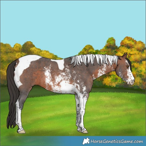 Horse Color:Brown Sabino Tobiano 
