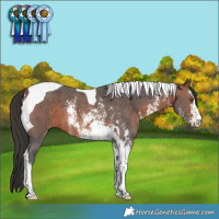 Horse Color:Brown Sabino Tobiano