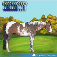 Horse Color:Brown Sabino Tobiano 